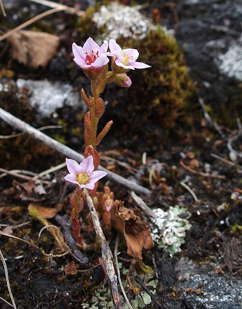 Purple stonecrop: Sedum villosum in flower. Fjällripfjället, Åsele lappmark, Sweden.