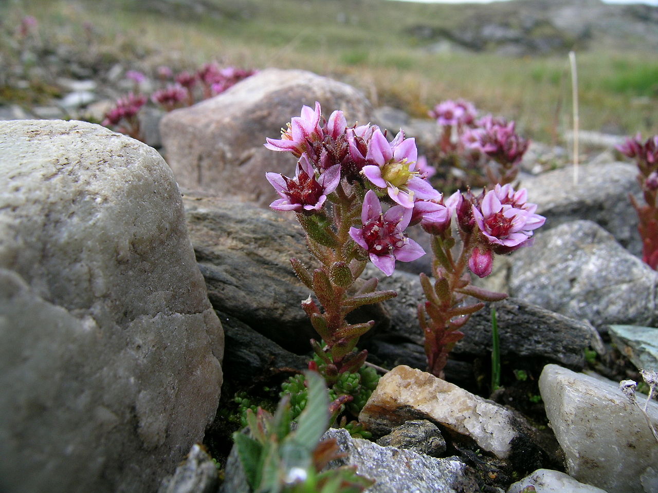 Purple stonecrop: Sedum villosum Zermatt, Riffelberg (Kanton Wallis, Switzerland), 2500 m Author: Roland Teuscher – own photograph Date: 4.08.06