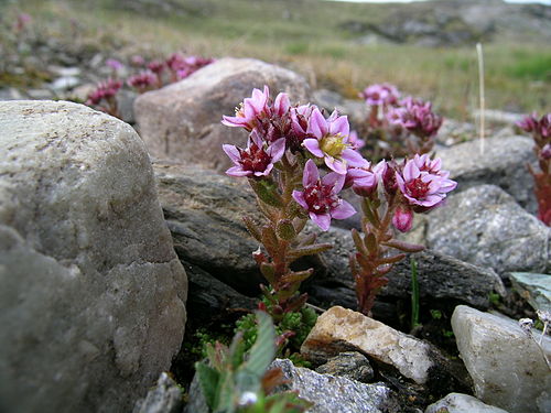 Purple stonecrop: Sedum villosum Zermatt, Riffelberg (Kanton Wallis, Switzerland), 2500 m Author: Roland Teuscher – own photograph Date: 4.08.06