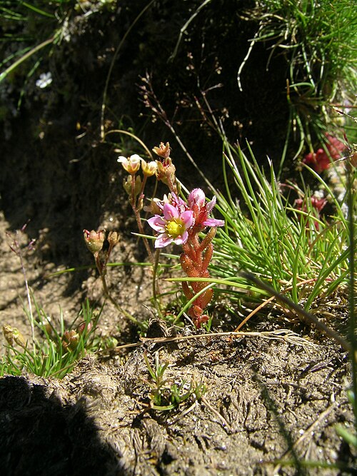Purple stonecrop: Sedum villosum , Gornergrat, "Stiermur", Kanton Wallis, Schweiz
