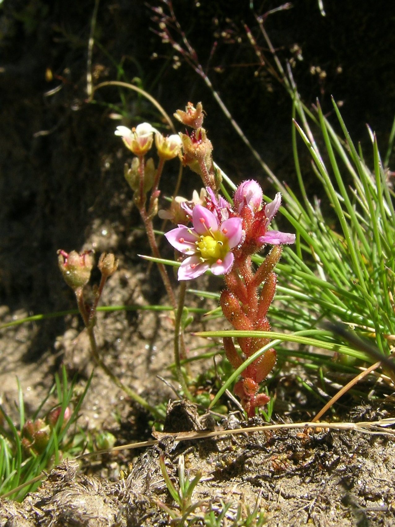 Purple stonecrop: Sedum villosum , Gornergrat, "Stiermur", Kanton Wallis, Schweiz