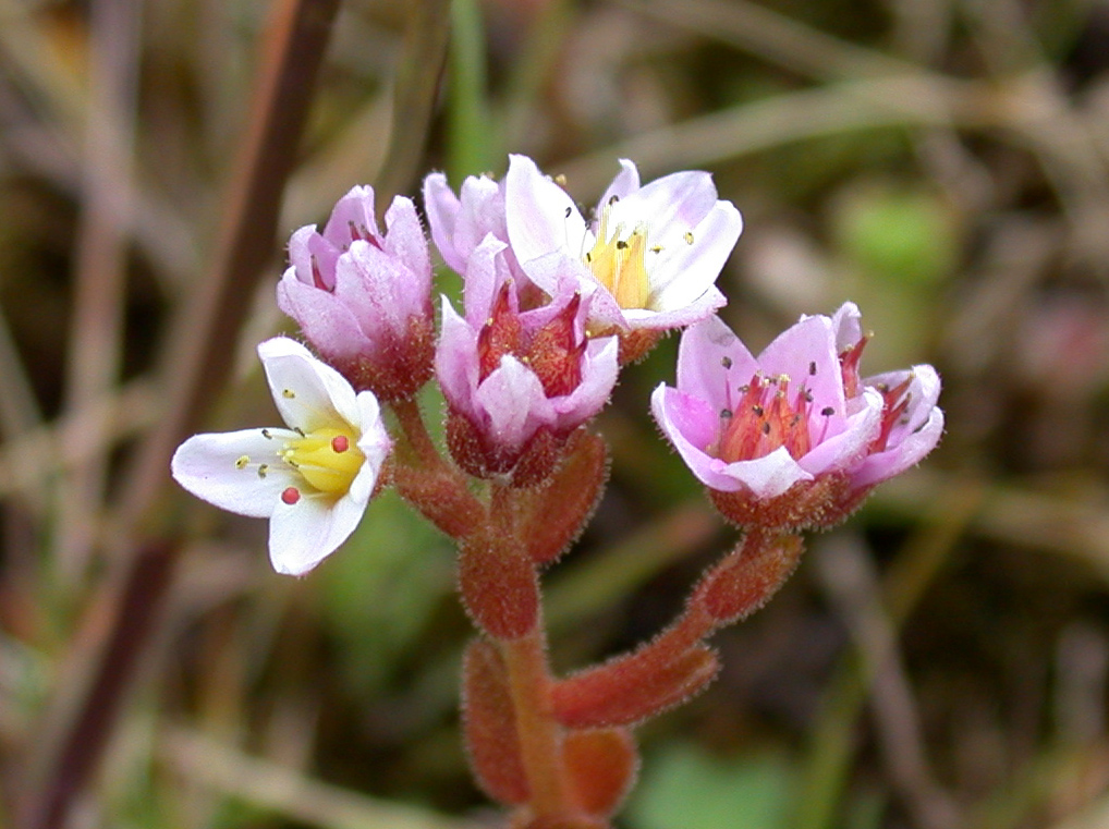 Purple stonecrop: Selside Yorkshire