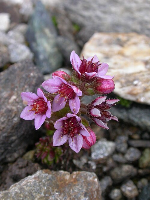 Purple stonecrop: Sedum villosum Zermatt, beneath Gornergrat (Kanton Wallis, Switzerland), 2700 m Author: Barbara Studer – own photograph Date: 2.08.06