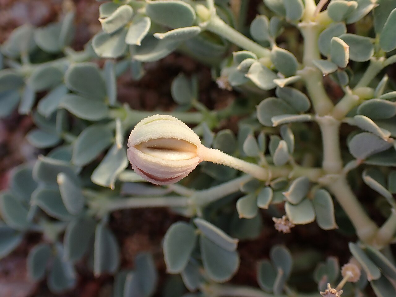 Seetzenia orientalis: Seetzenia orientalis in Akaba in Jordan