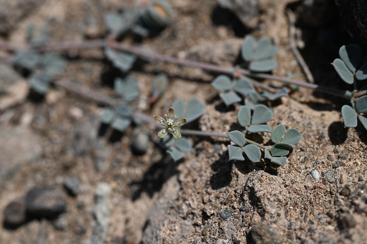 Seetzenia orientalis: Seetzenia orientalis SE from Lizq, Ash Sharqiyah North Gov., Oman