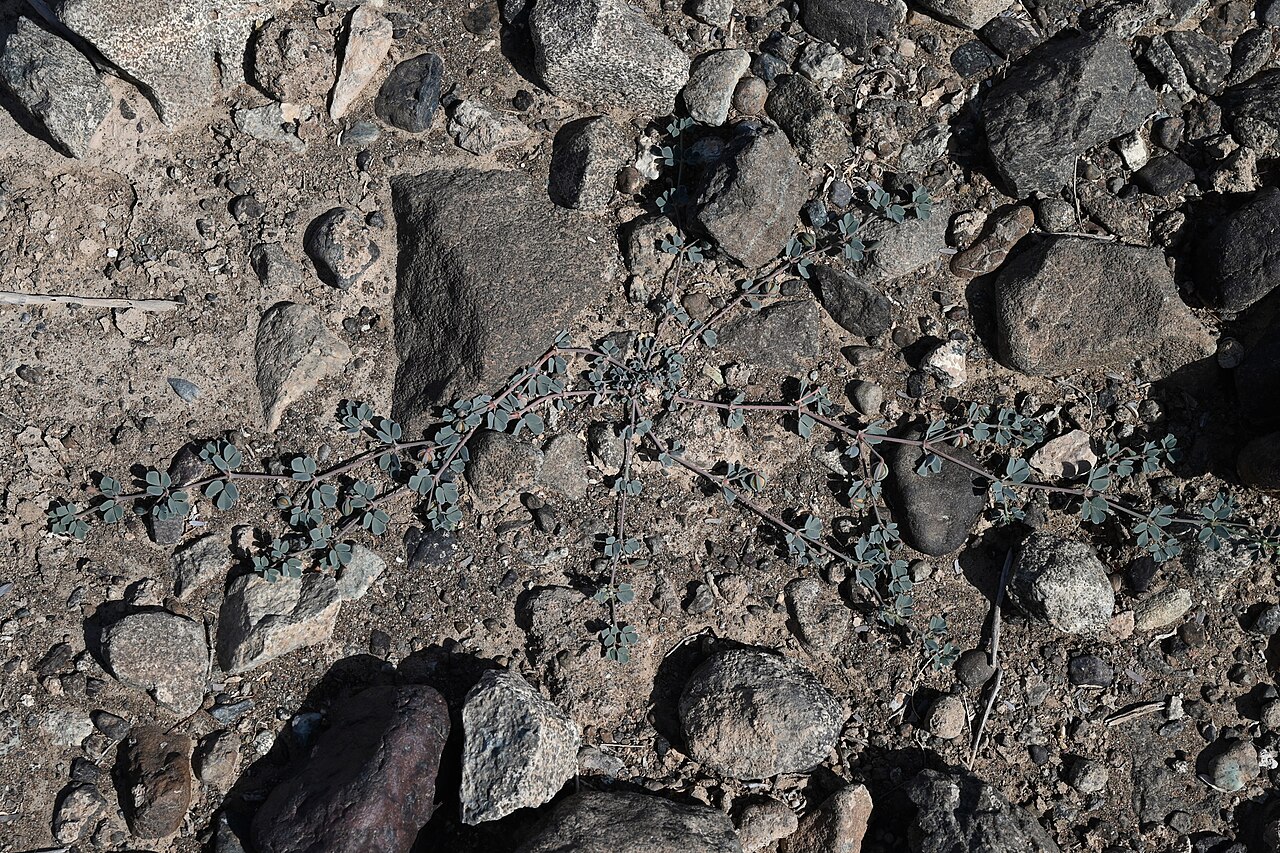 Seetzenia orientalis: Seetzenia orientalis SE from Lizq, Ash Sharqiyah North Gov., Oman