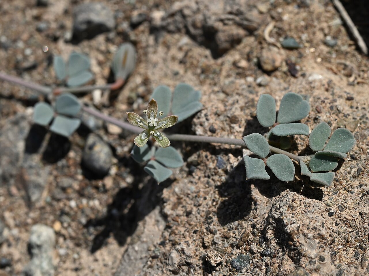 Seetzenia orientalis: Seetzenia orientalis SE from Lizq, Ash Sharqiyah North Gov., Oman