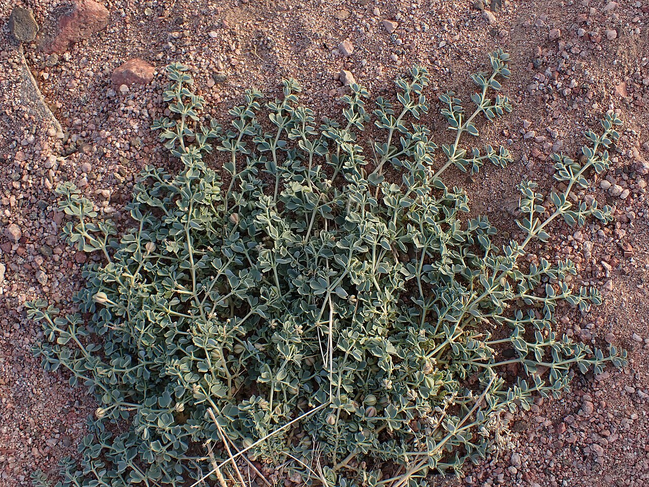 Seetzenia orientalis: Seetzenia orientalis in Akaba in Jordan