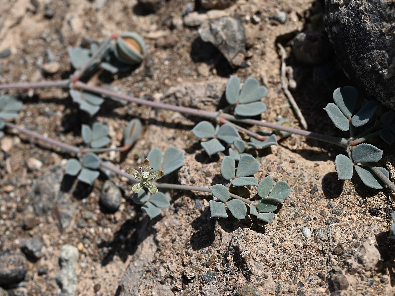 Seetzenia orientalis: Seetzenia orientalis SE from Lizq, Ash Sharqiyah North Gov., Oman