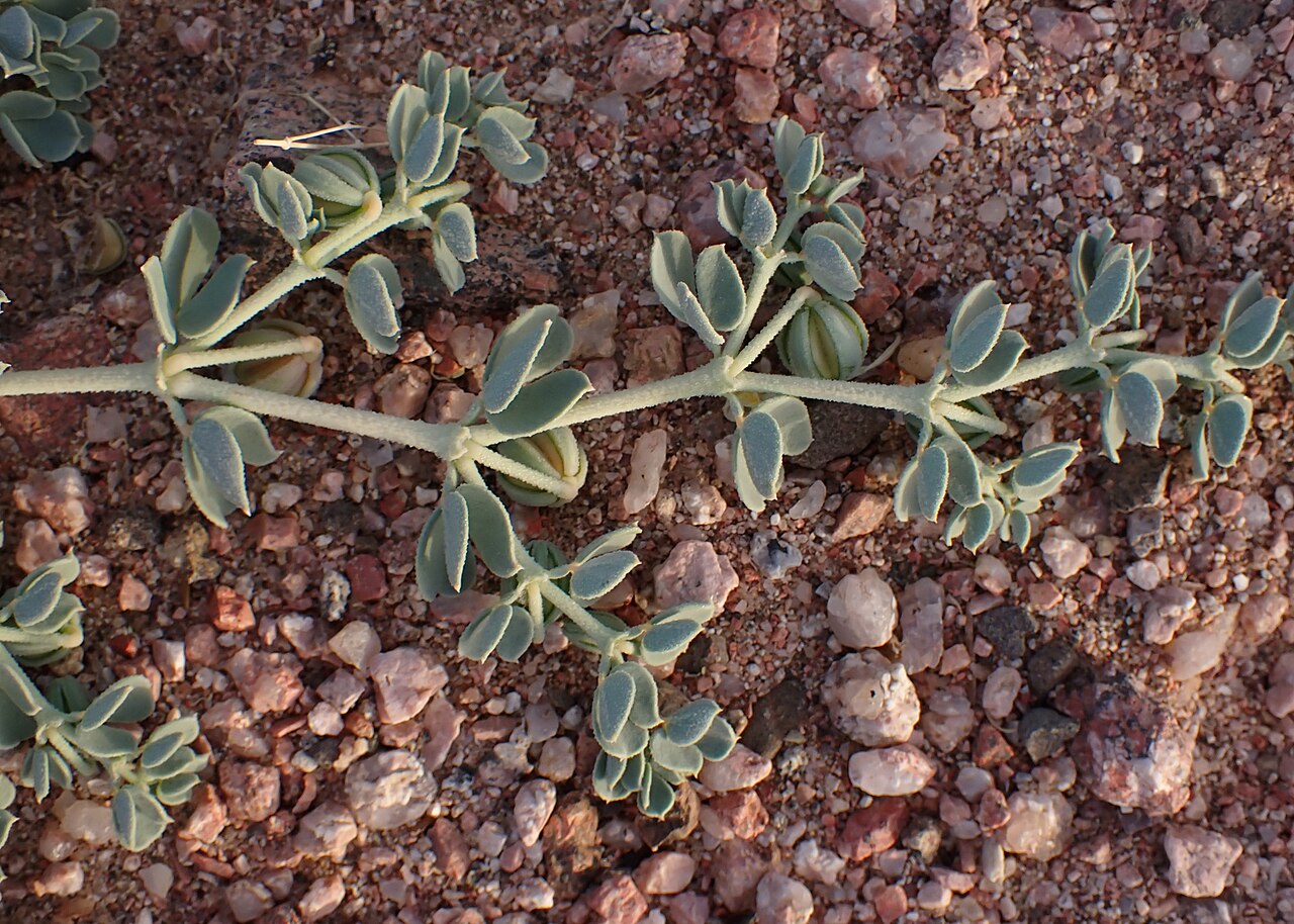 Seetzenia orientalis: Seetzenia orientalis in Akaba in Jordan