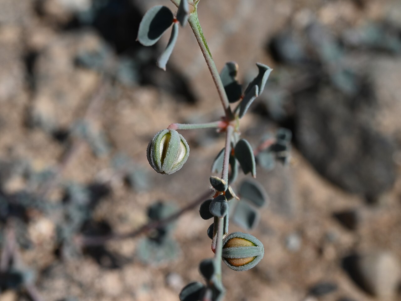 Seetzenia orientalis: Seetzenia orientalis SE from Lizq, Ash Sharqiyah North Gov., Oman