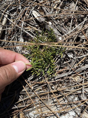 Sand spikemoss (Selaginella arenicola)