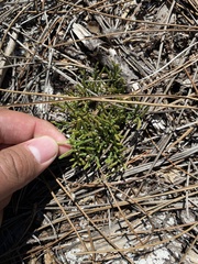 Sand spikemoss (Selaginella arenicola)