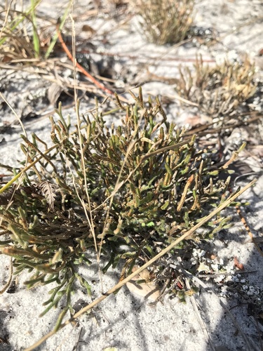 Sand spikemoss (Selaginella arenicola)