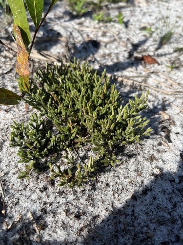 Sand spikemoss (Selaginella arenicola)