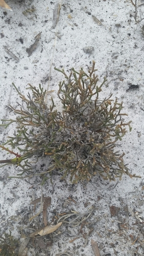 Sand spikemoss (Selaginella arenicola)