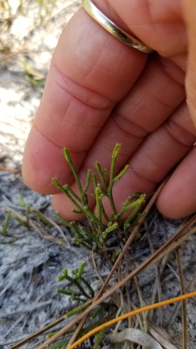 Sand spikemoss (Selaginella arenicola)