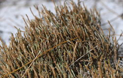 Sand spikemoss (Selaginella arenicola)