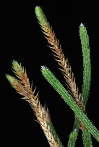 Sand spikemoss (Selaginella arenicola)