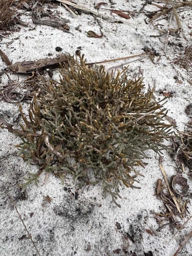 Sand spikemoss (Selaginella arenicola)