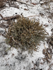 Sand spikemoss (Selaginella arenicola)