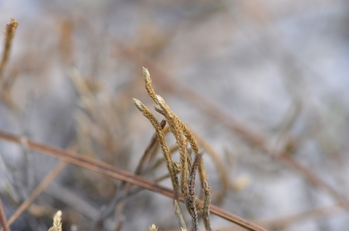 Sand spikemoss (Selaginella arenicola)