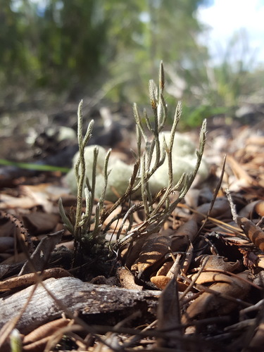Sand spikemoss (Selaginella arenicola)