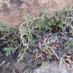 Selaginella balansae (Selaginella balansae)