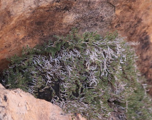 Selaginella balansae (Selaginella balansae)