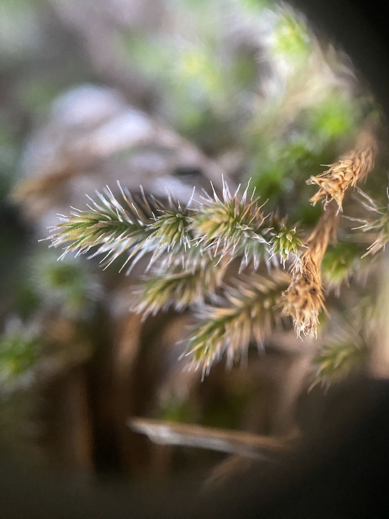 Selaginella balansae (Selaginella balansae)