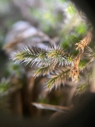Selaginella balansae (Selaginella balansae)