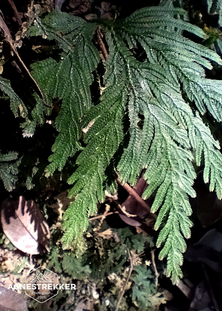 Selaginella biformis (Selaginella biformis)