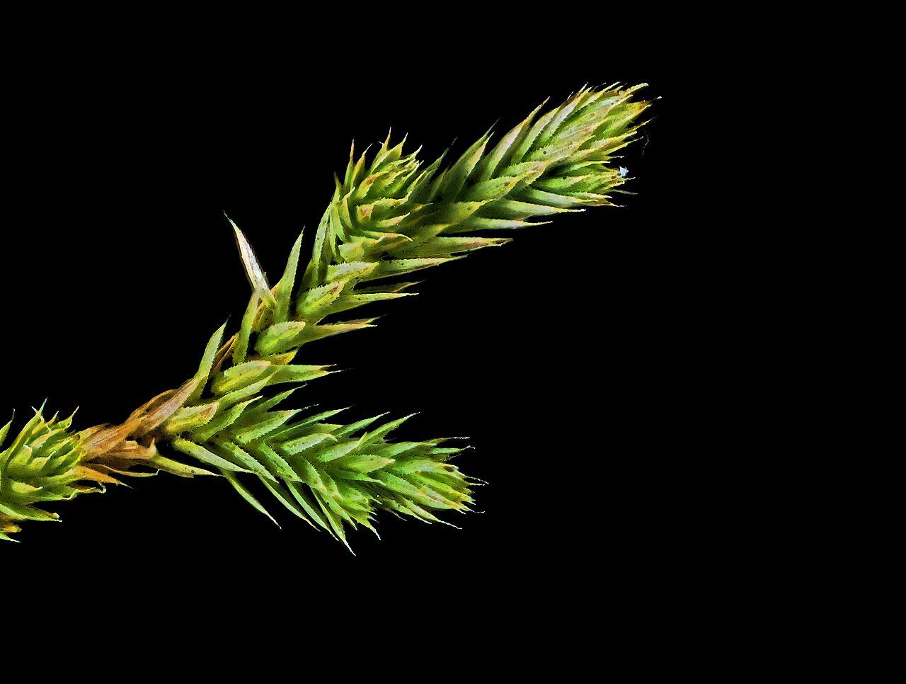 Bushy spikemoss: Selaginella bigelovii—Bushy spikemoss. A fern ally and not a moss despite the name, Selaginella bigelovii is found from Sonoma County south to Baja California.