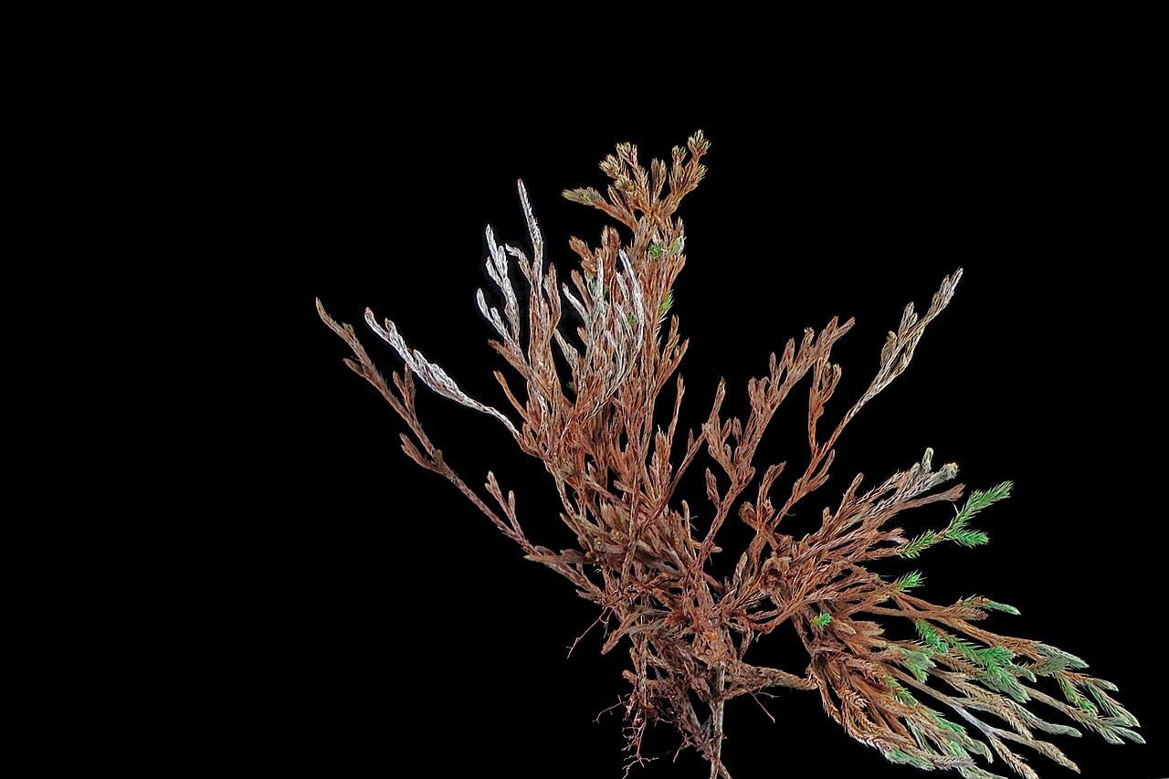 Bushy spikemoss: Selaginella bigelovii—Bushy spikemoss. A fern ally and not a moss despite the name, Selaginella bigelovii is found from Sonoma County south to Baja California.