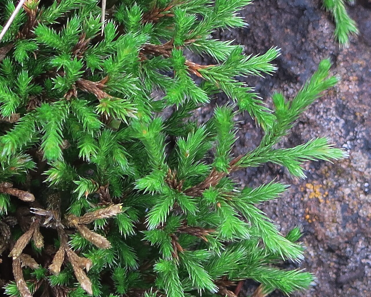 Bushy spikemoss: Selaginella bigelovii—bushy spikemoss. This year winter rains have done wonders for the spikemoss. It looks better than it has in years. Selaginella bigelovii i