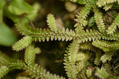 Selaginella boninensis (Selaginella boninensis)