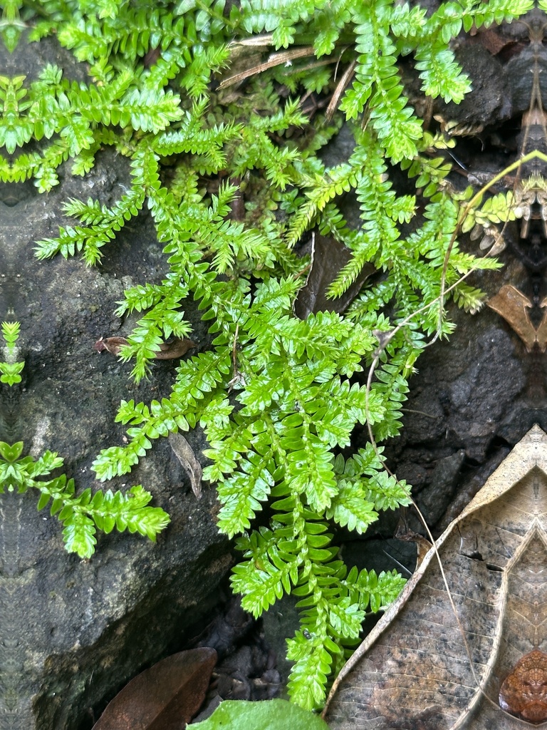 Selaginella boninensis (Selaginella boninensis)