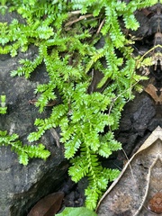 Selaginella boninensis (Selaginella boninensis)