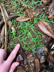 Selaginella boninensis (Selaginella boninensis)