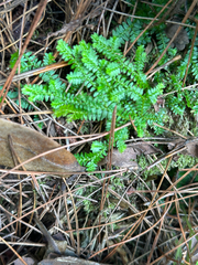 Selaginella boninensis (Selaginella boninensis)