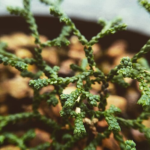 Selaginella borealis: Selaginella borealis