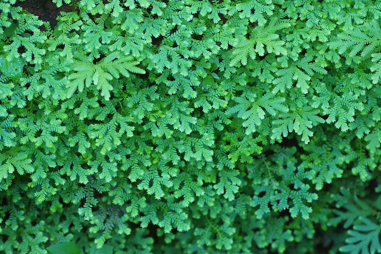Braun's spikemoss: TempName