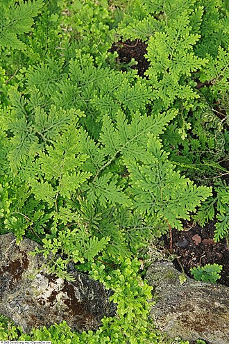 Braun's spikemoss: Location taken: United States Botanic Garden. Names: Selaginella braunii Bak., Arborvitae Fern, Braun´s Spike-Moss, Braun's Spike-Moss, Braun's Spikemoss, Chine
