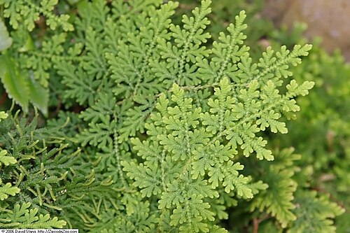 Braun's spikemoss: Location taken: United States Botanic Garden. Names: Selaginella braunii Bak., Arborvitae Fern, Braun´s Spike-Moss, Braun's Spike-Moss, Braun's Spikemoss, Chine
