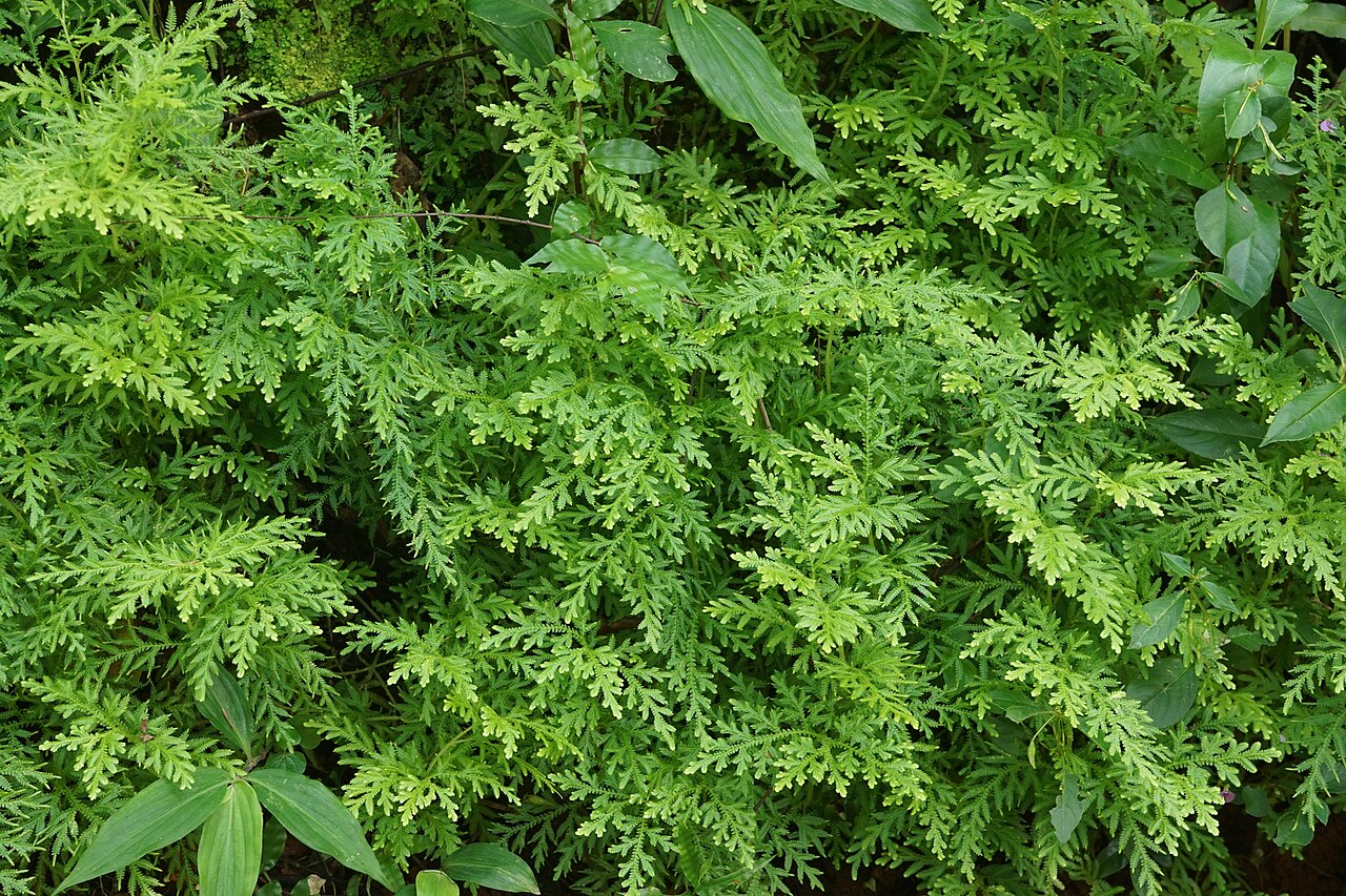 Braun's spikemoss: Selaginella braunii