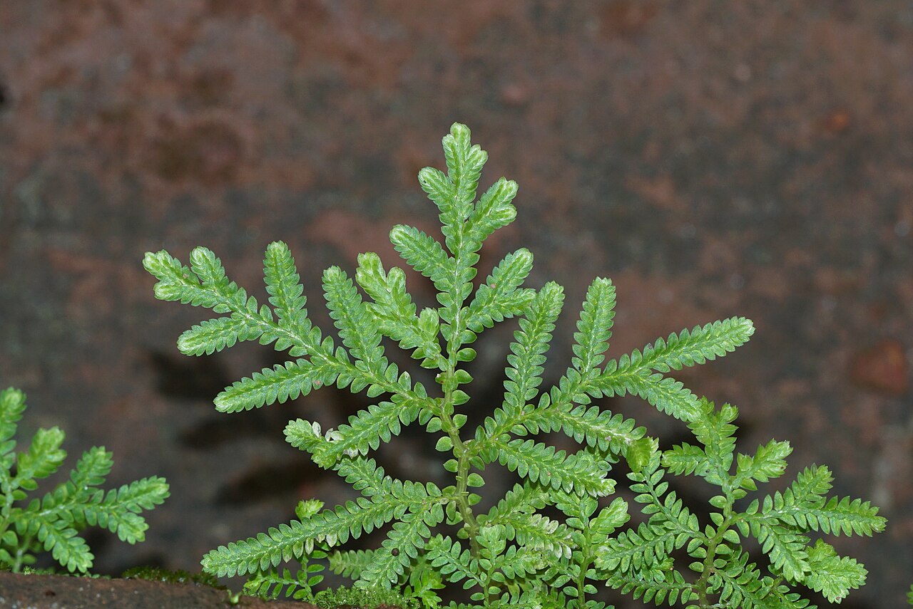 Braun's spikemoss: Selaginella braunii