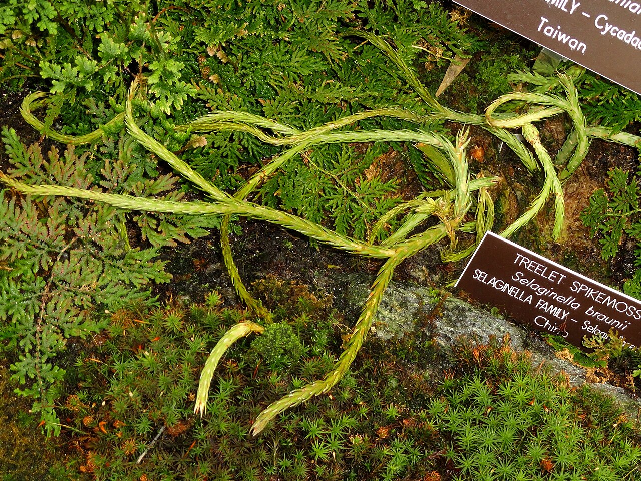 Braun's spikemoss: Botanical specimen in the United States Botanic Garden, Washington, DC, USA.