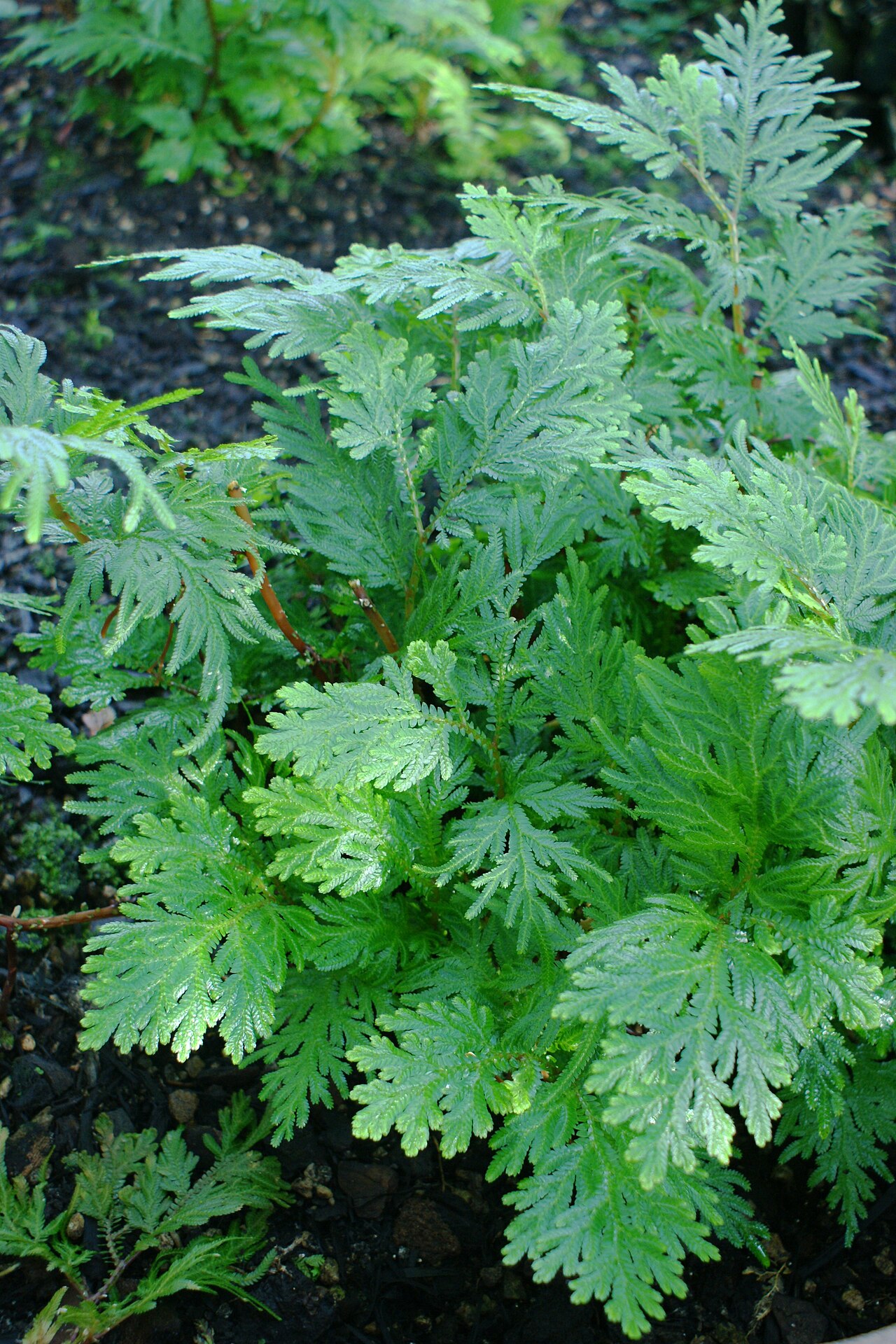 Braun's spikemoss: Selaginella braunii