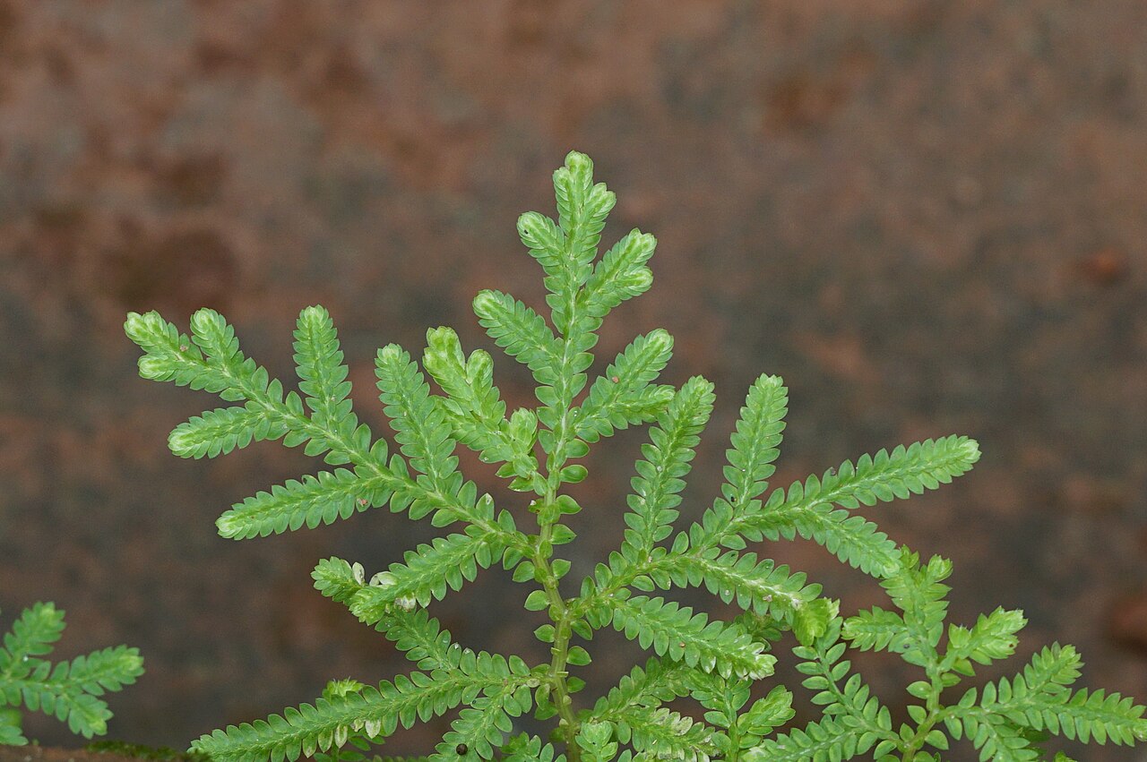 Braun's spikemoss: Selaginella braunii