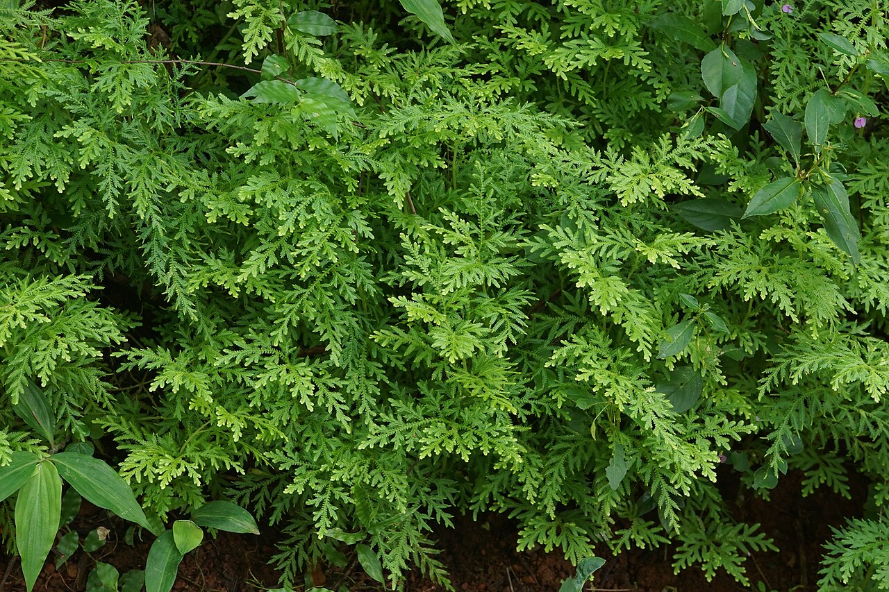 Braun's spikemoss: Selaginella braunii